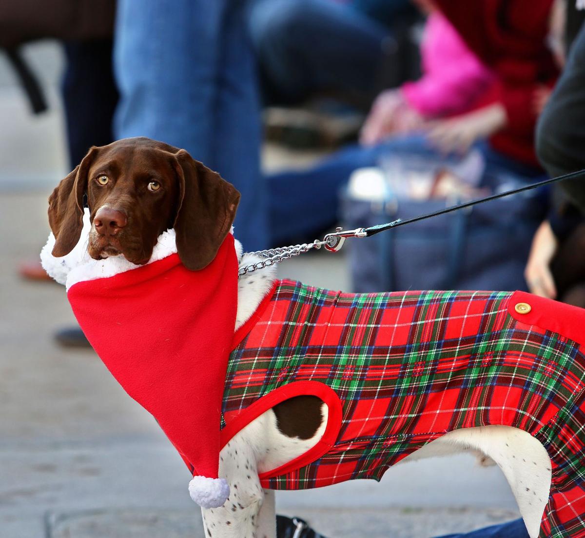 Cleveland Indians Pub Dog Christmas Ugly Sweater