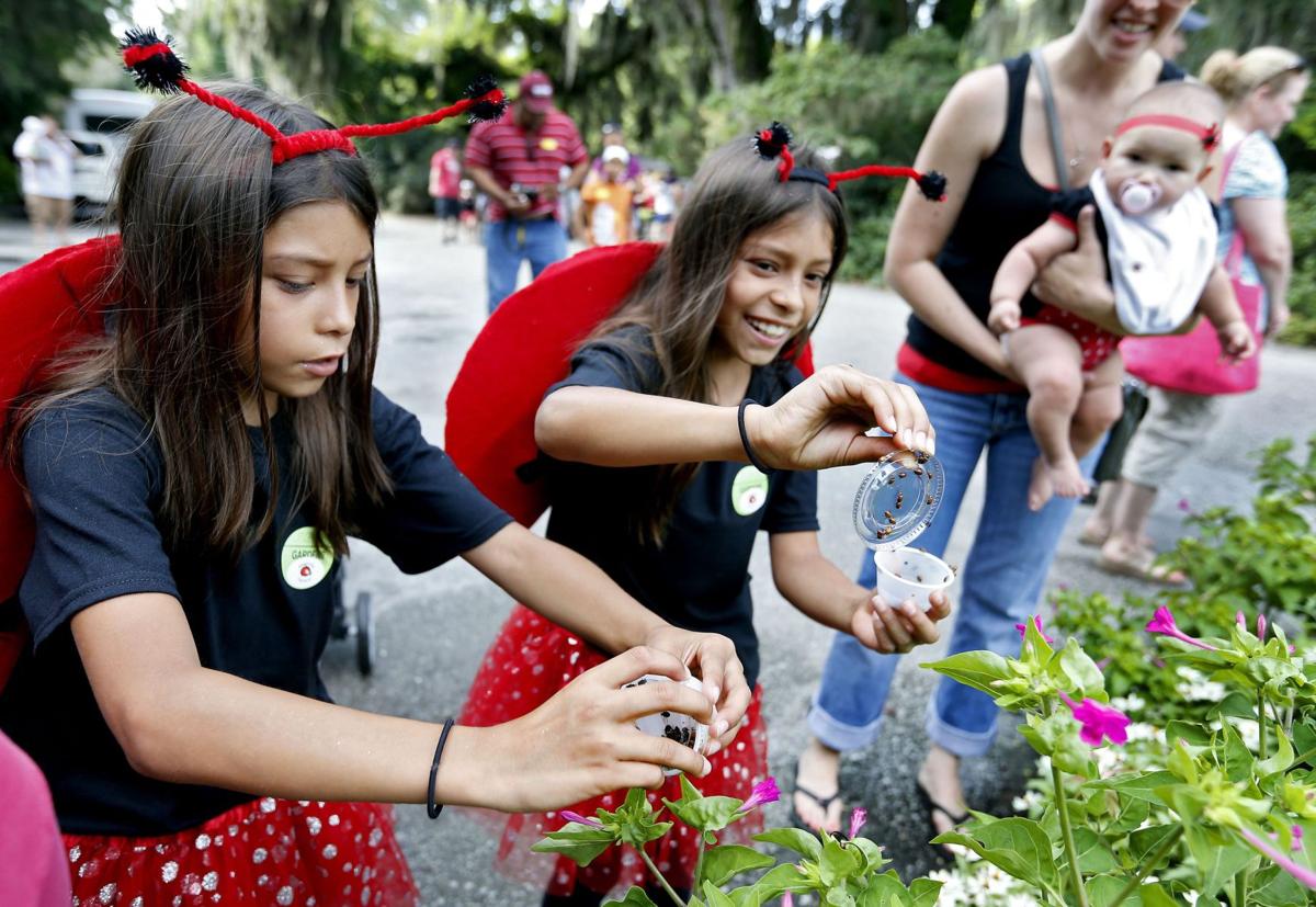Ladybug Release