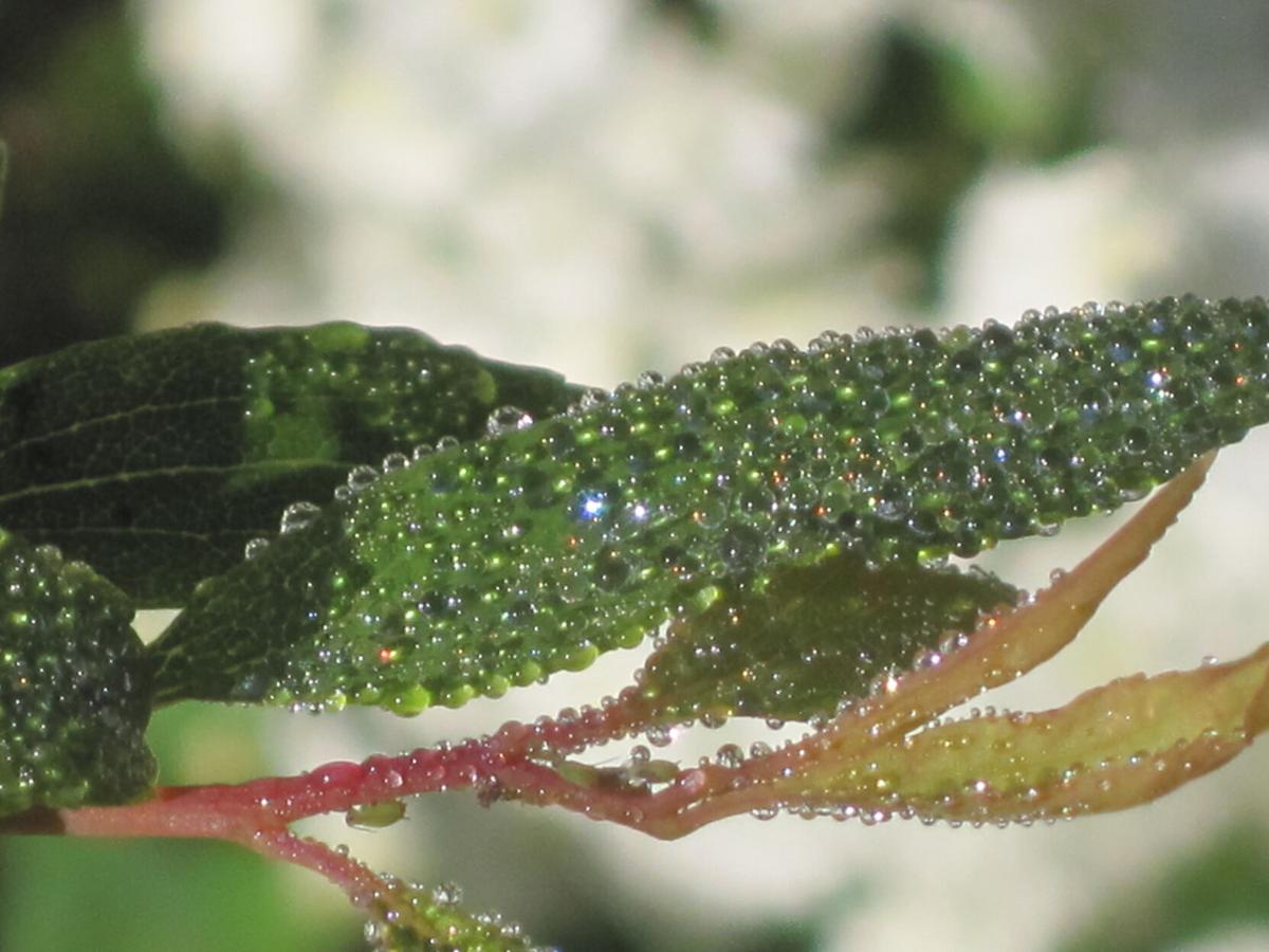 glittery vogel.JPG
