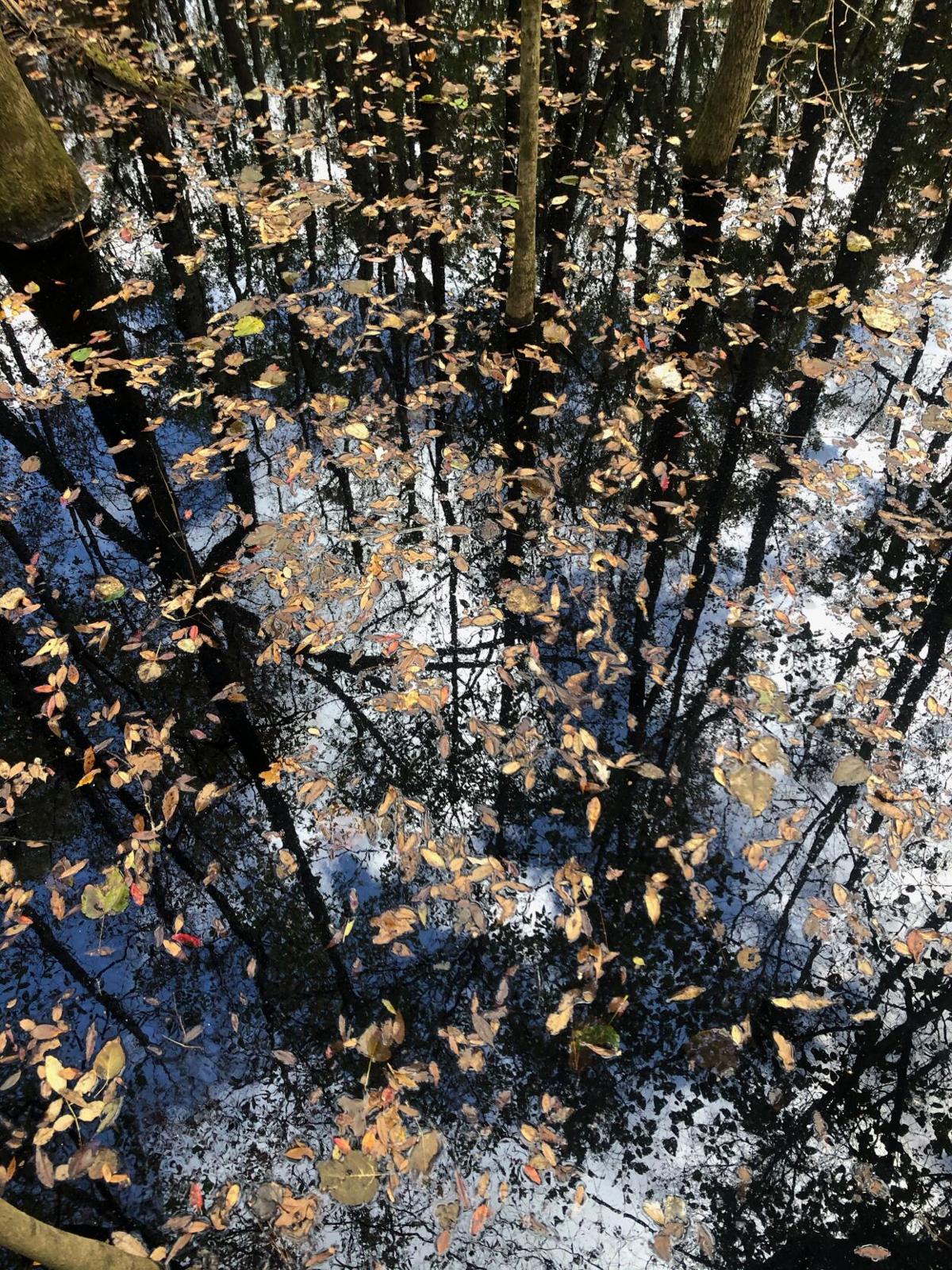 leaves jackson.jpeg