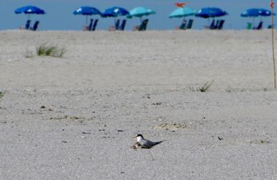 vacationers threatened fledgling