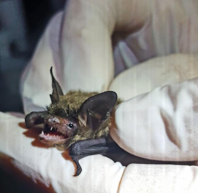 Rabid bat bites resident in Charleston home News