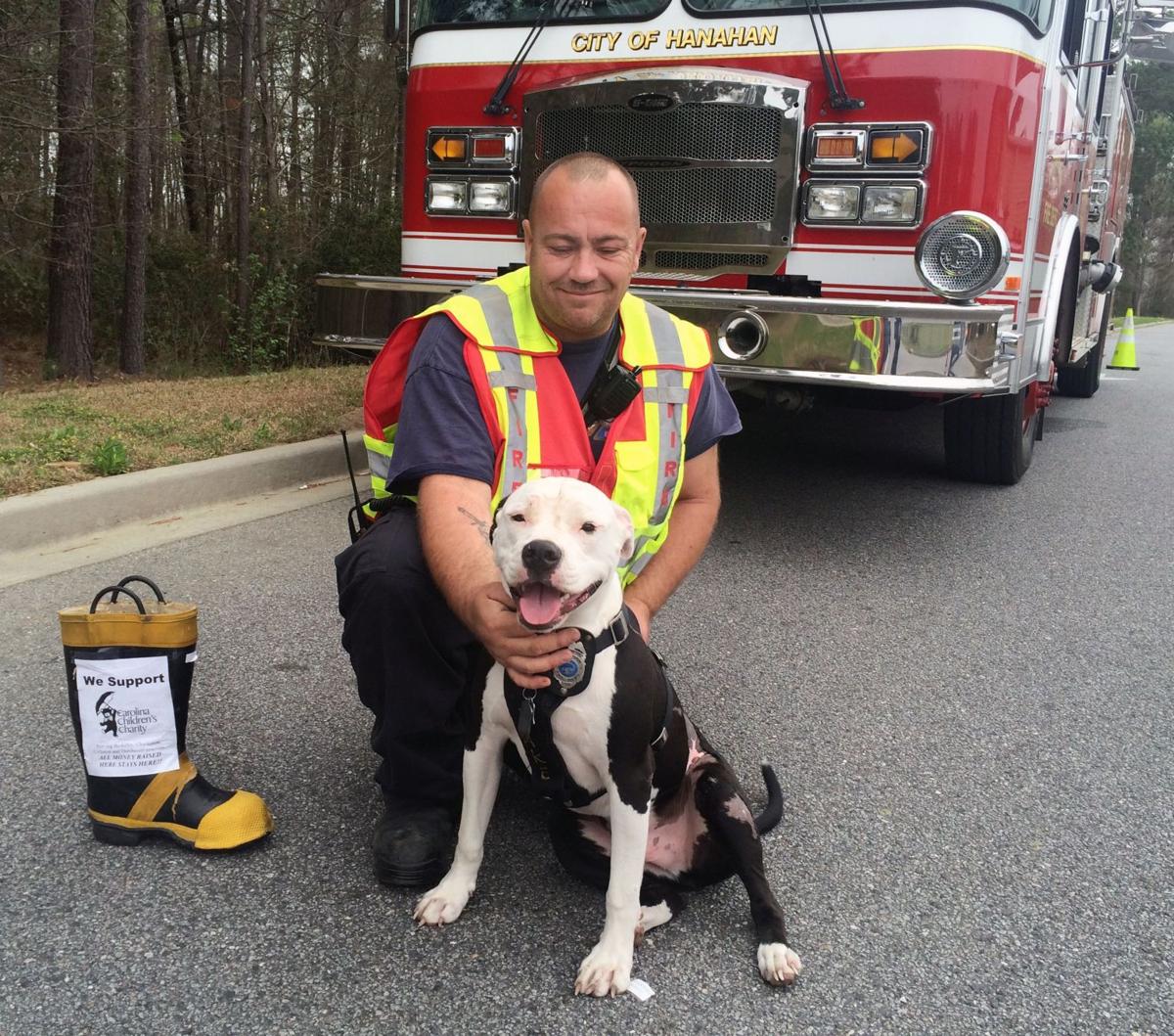 Survivor: Rescued Hanahan fire station dog has become world famous |  Archives | postandcourier.com