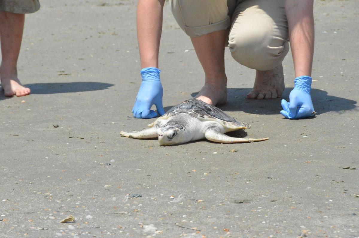 SC Aquarium releases six rehabbed sea turtles