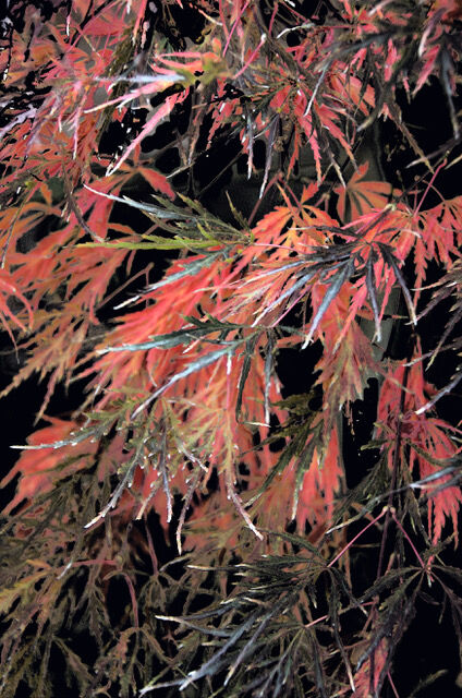 leaves koornick.jpeg