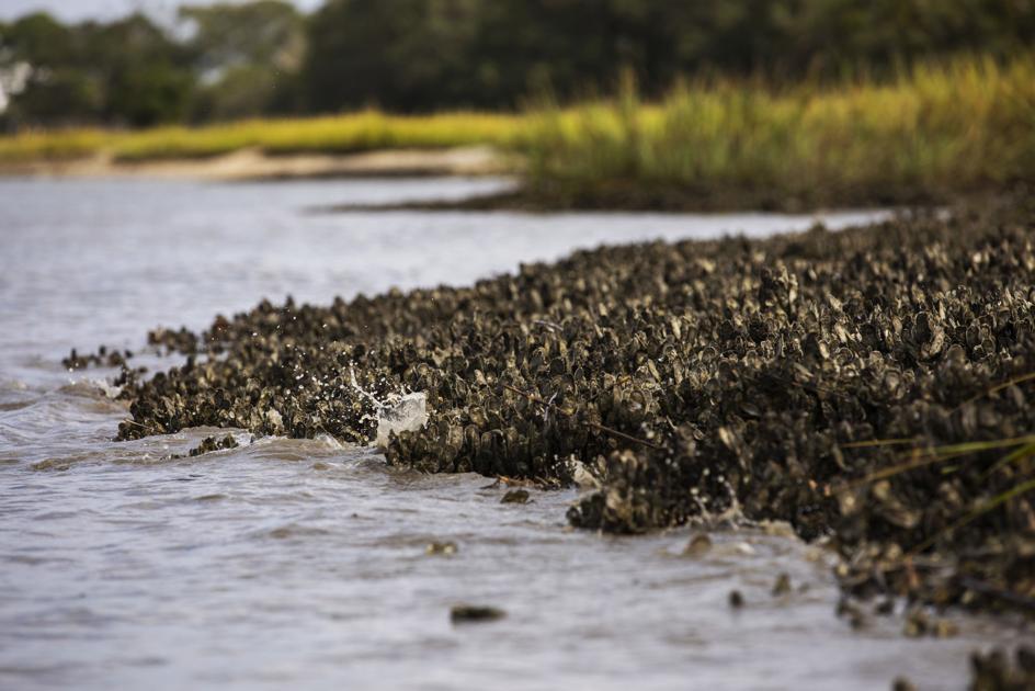 'Weird' 100 closure of all SC oyster beds rescinded within a day