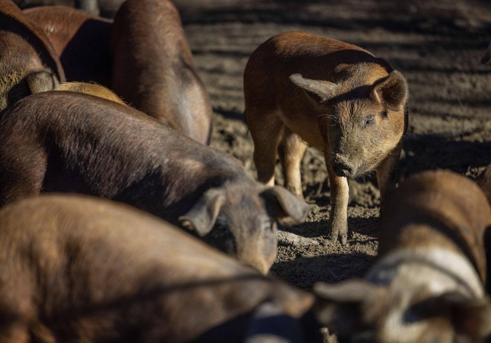 Peculiar Pig Farm in Dorchester supplies pork to downtown Charleston
