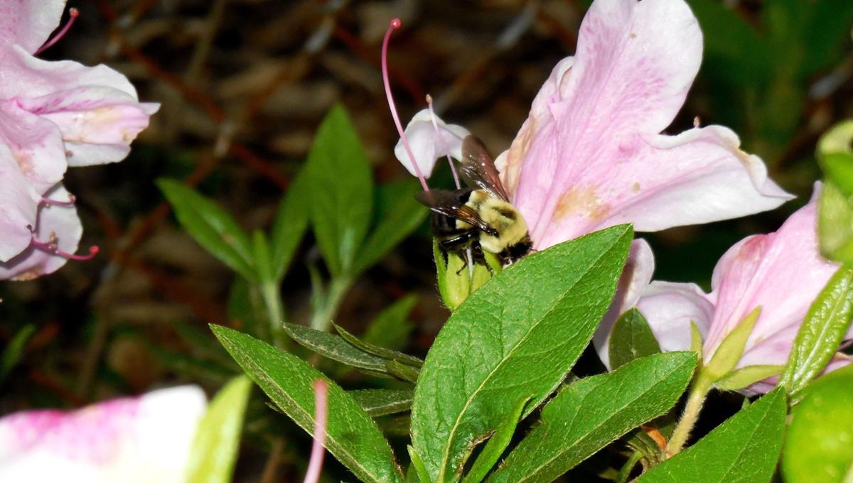 Reader photos: Signs of spring