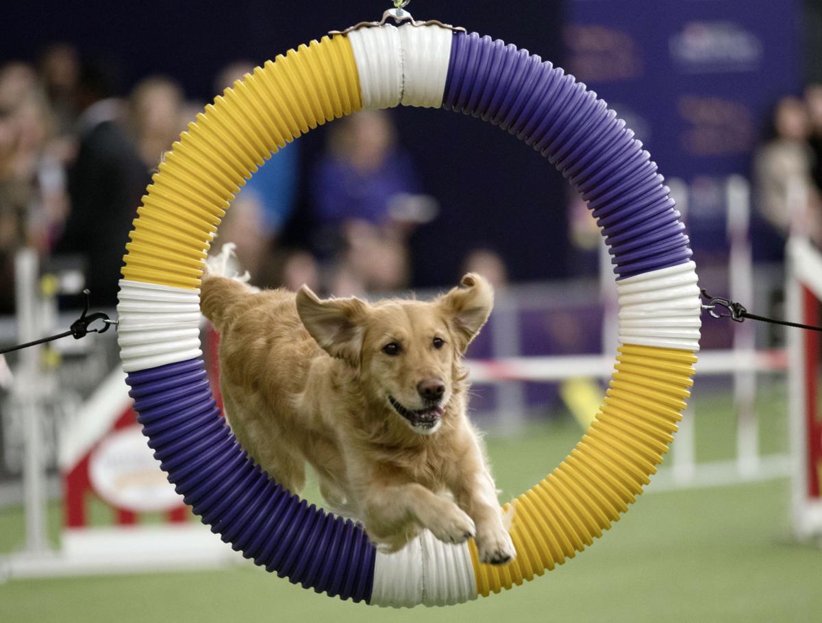2018 Westminster Kennel Club Dog Show Photo Galleries