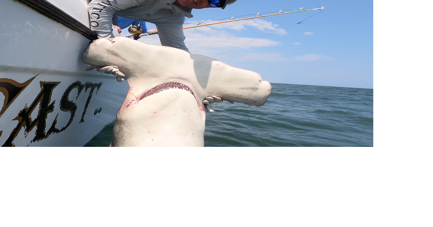 This Hilton Head captain put South Carolina’s great white sharks on the map