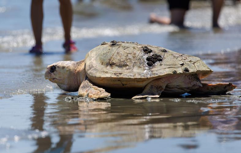 Aquarium releases two loggerhead sea turtles on Folly Beach
