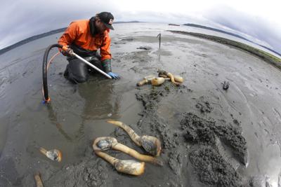 Geoduck farming takes off as demand for clams grows in Asia