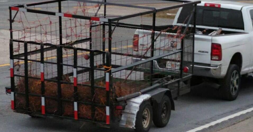 Police search for multi-state pine straw scammers who allegedly took advantage of SC homeowners