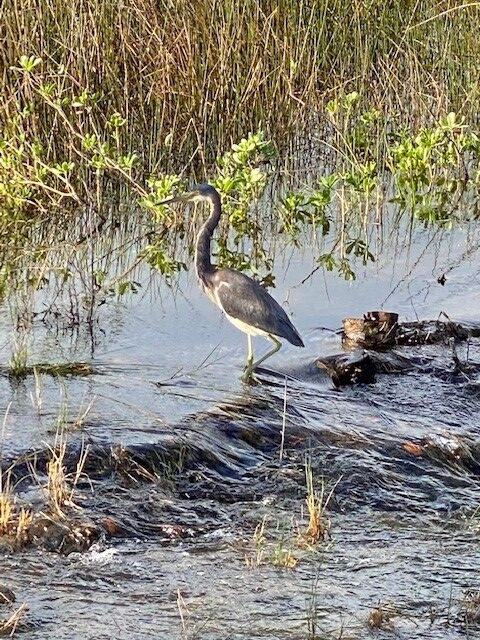 High Tide Marsh