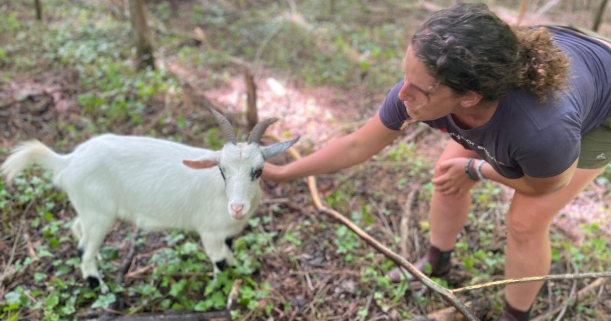 Kudzu got you down? These goats can help. Meet the herd of plant-devouring weed killers.