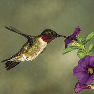 Spring brings hummingbirds to the Lowcountry - Vimarsana News