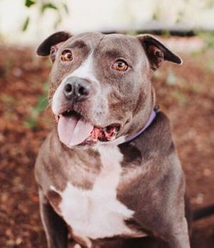 Dog of the Week