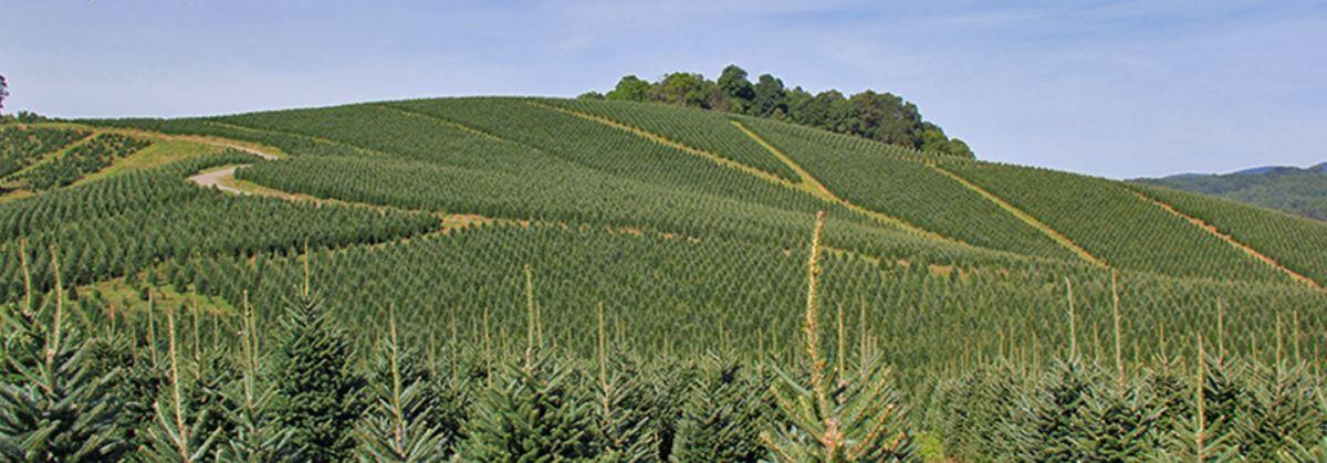 Sc Christmas Tree Farms Expect Sales Boom As Virus Drives People Outdoors Business Postandcourier Com