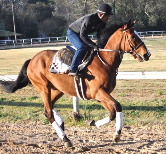 After surviving harrowing trip, colic, Mead Hall makes it to Aiken