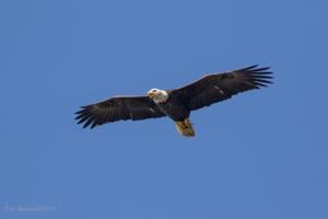 02) Center for Birds of Prey