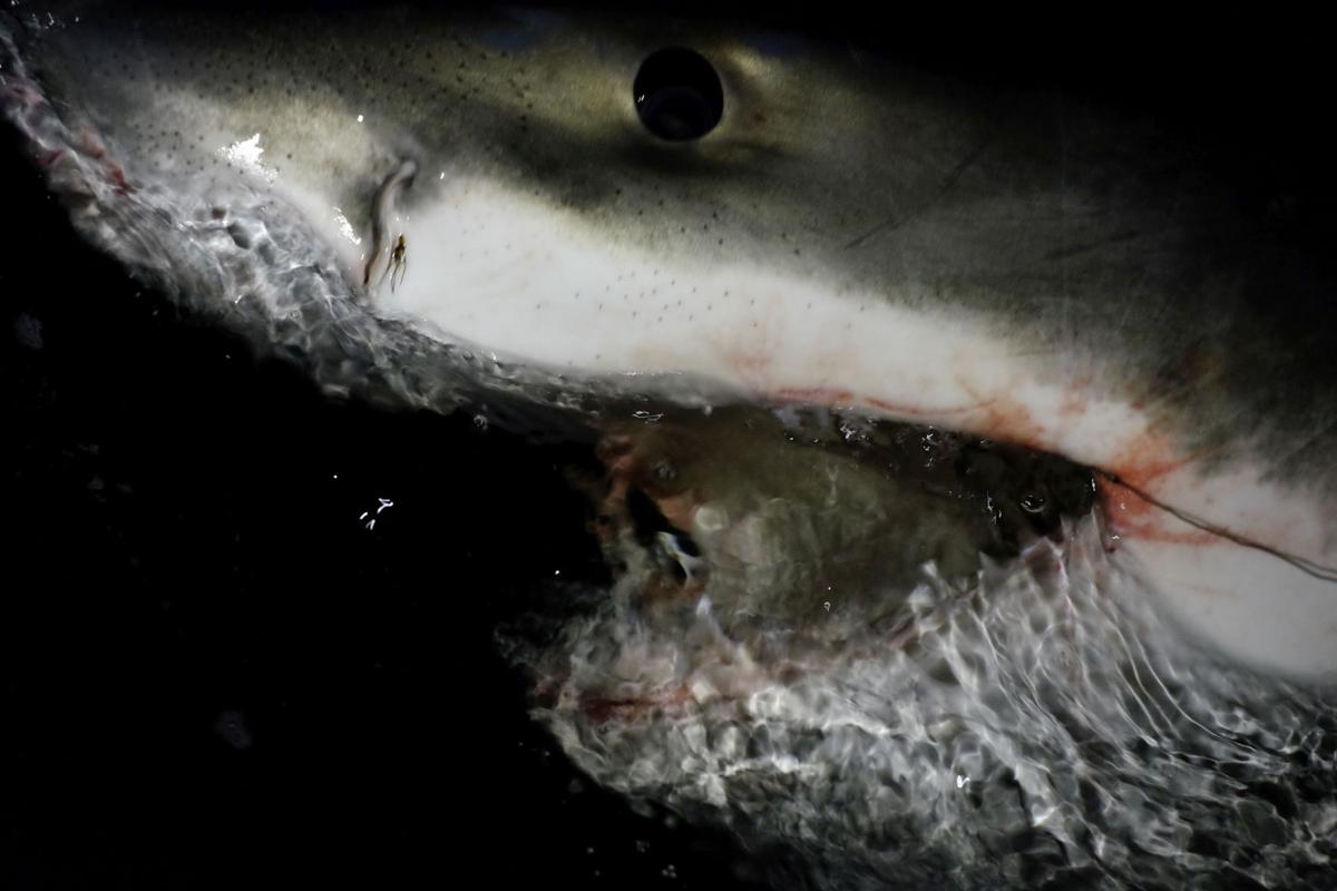 world record great white shark on rod and reel