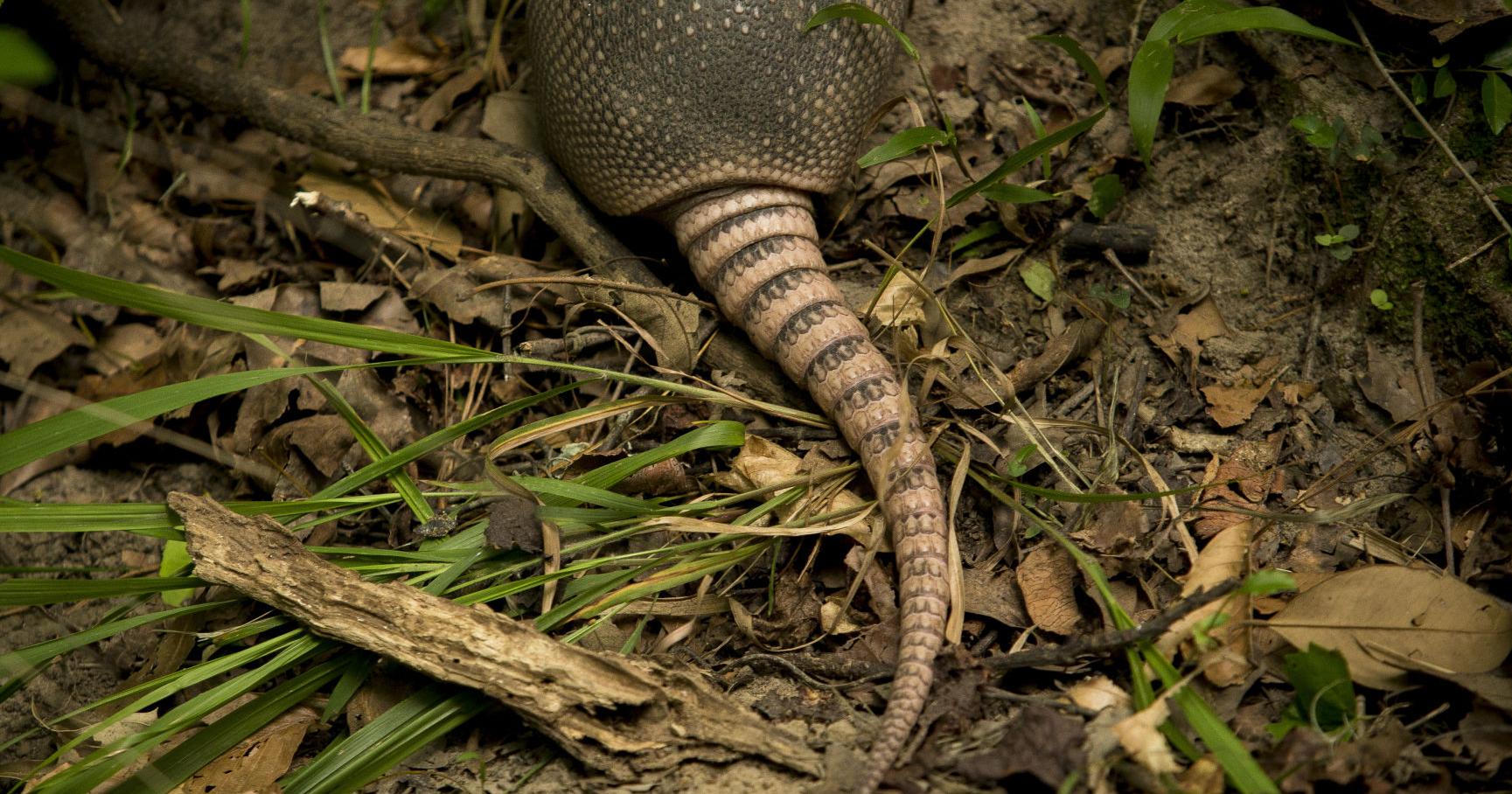 SC's climate becomes more suitable for nuisance armadillo | SC Climate and Environment News - Vimarsana News