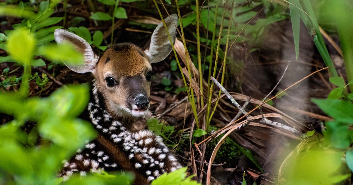 SC officials asking public to leave 'lost' deer fawns alone | Hunting |  