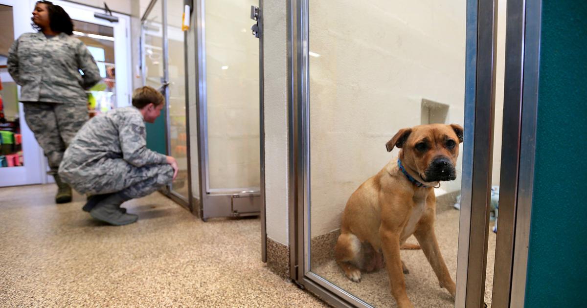 Dog and cat lovers celebrate SC shelters' 90% survival rate for animals