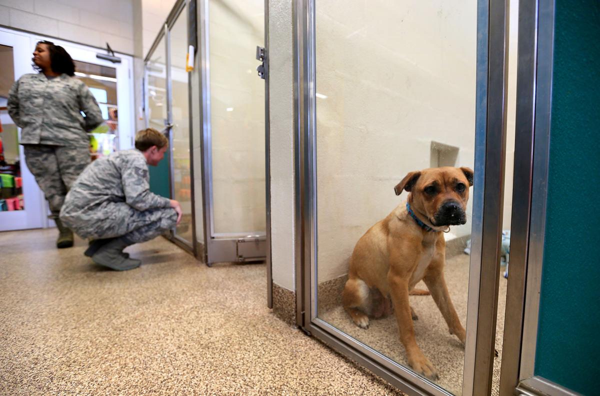 Charlestonarea animal shelters face 'unprecedented times' during SC
