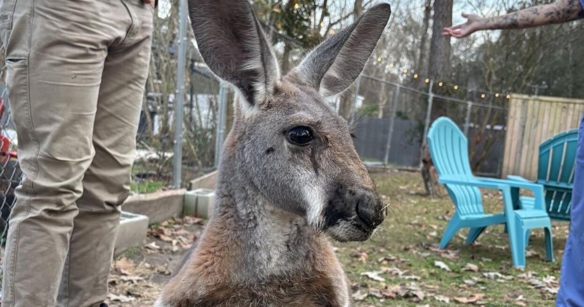 Kangaroo hops around and makes a splash in a Summerville neighborhood pool