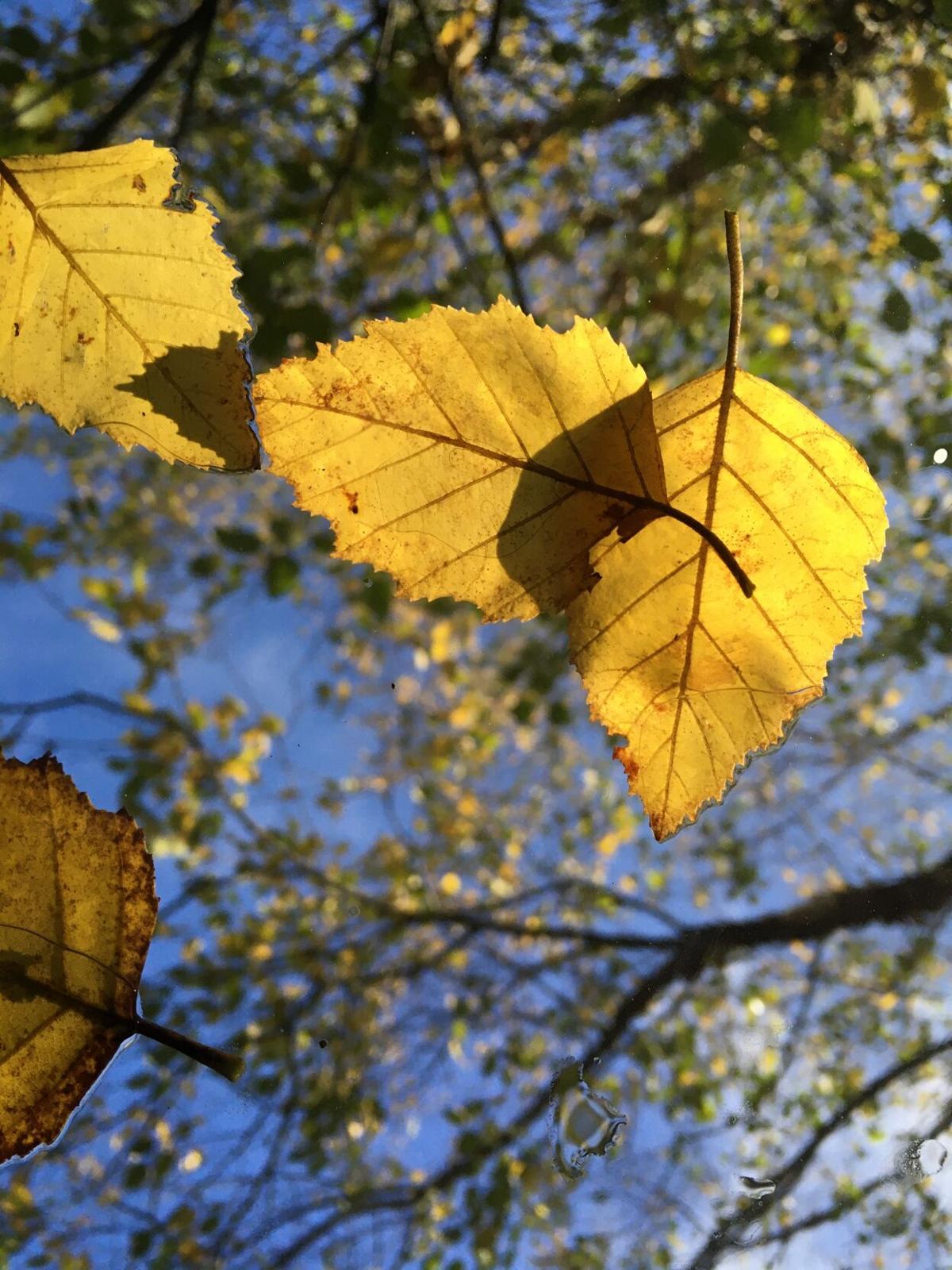 leaves waggoner.JPG