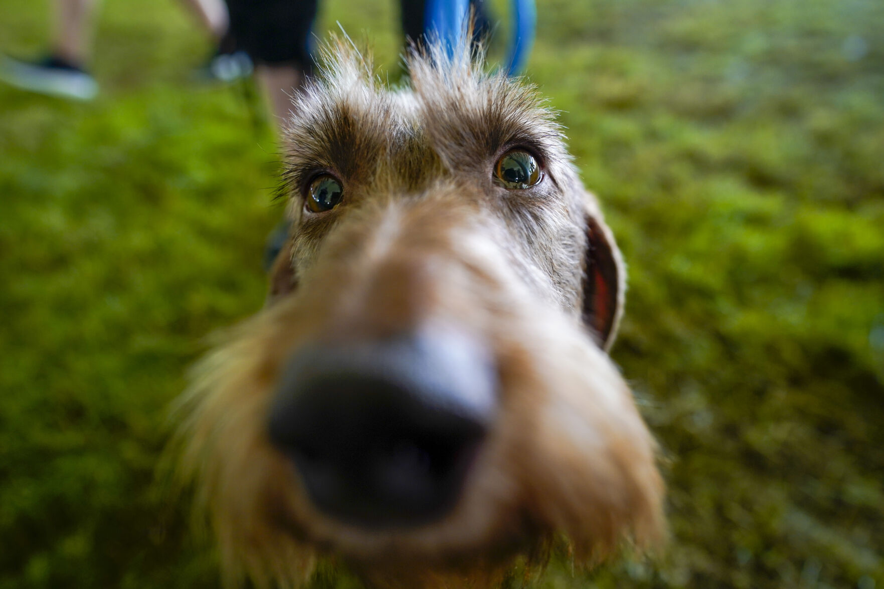 kennel club wire haired dachshund