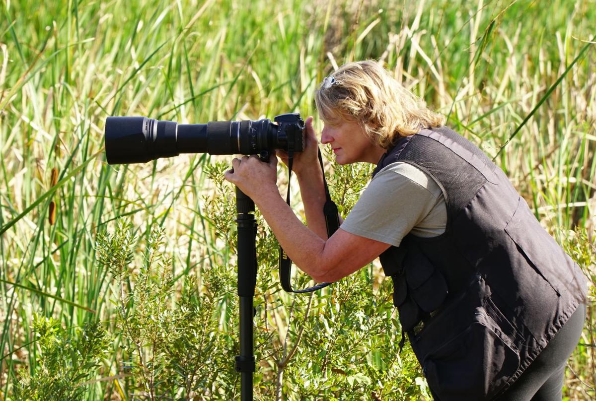 Bowman's backyard birds Multimedia