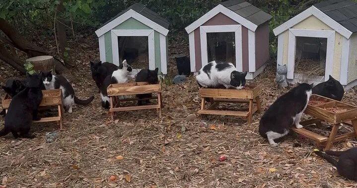 North Charleston woman raises $24K to save dozens of cats — and build them tiny homes