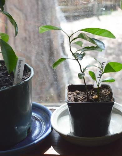 tomato plant moneymaker Moneymaker - Tomato Seeds