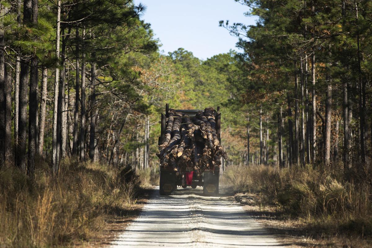 The Francis Marion National Forest — home to hiking, hunting, biking