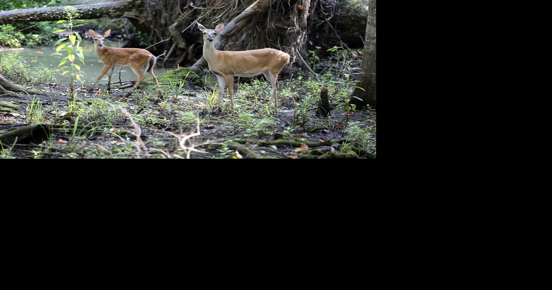 ‘Don't kidnap the deer': South Carolina warns residents not to adopt fawns believed to be orphaned
