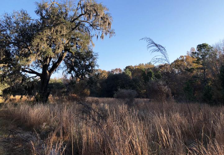 Conservation groups join forces to protect grounds of historic Berkeley ...