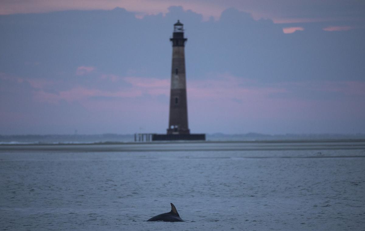 Morris Island Lighthouse Dolphin.JPG