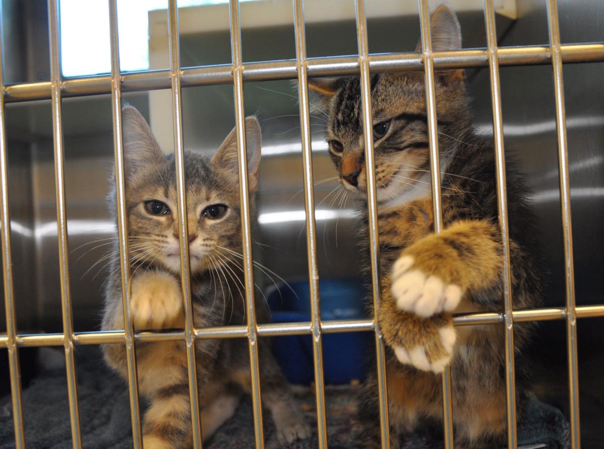 SPCA reaches cat, kitten adoption goal, but still needs more homes for
