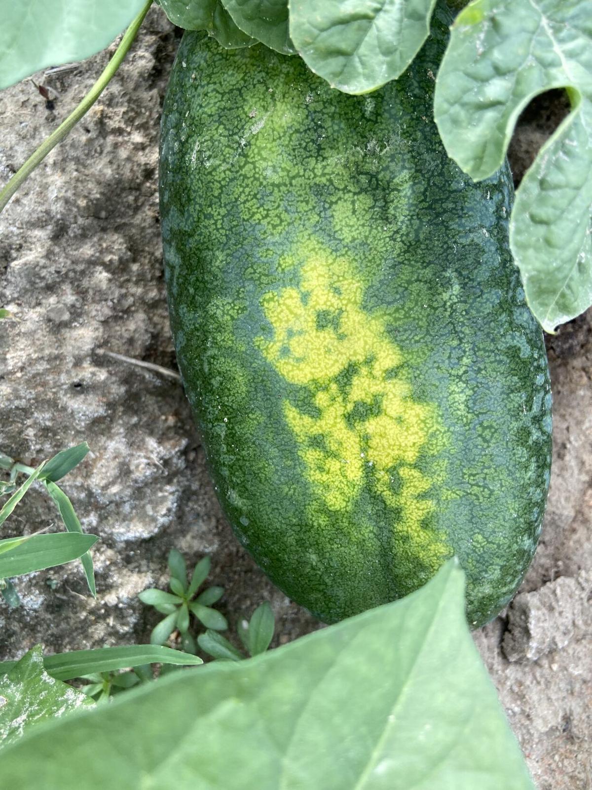 Southern Cinch Crop Top - Watermelon
