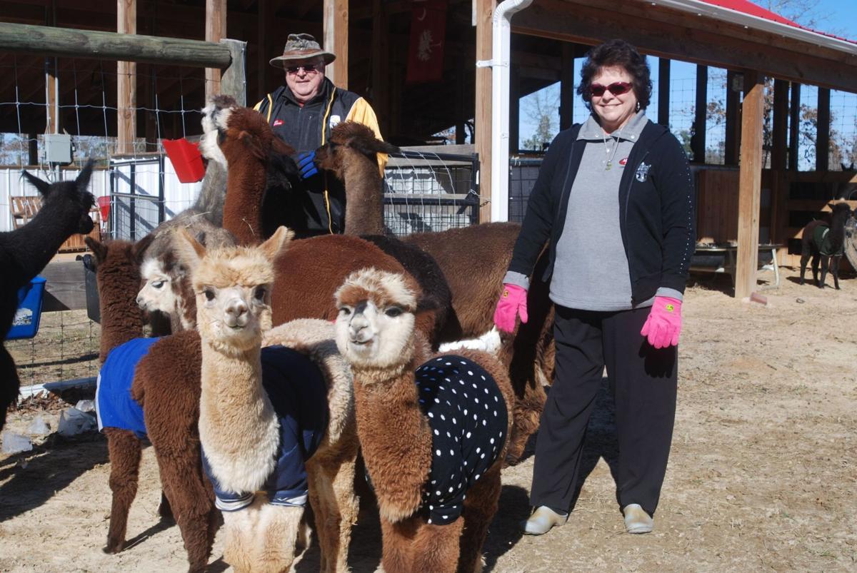 Demand for alpaca fleece soars, but supply issues, labour