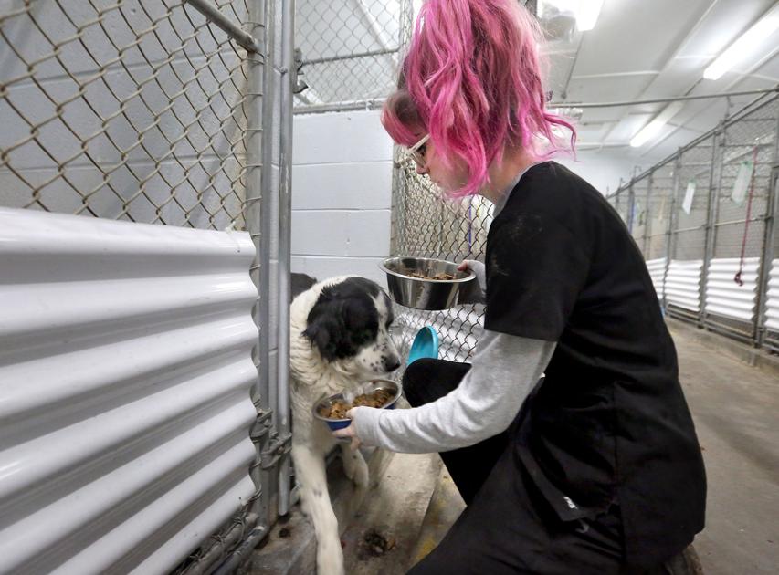 Summerville-area animal shelter gets $500,000 matching ...
