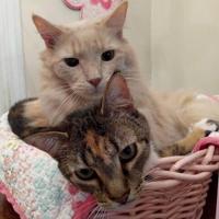 Cats in a basket