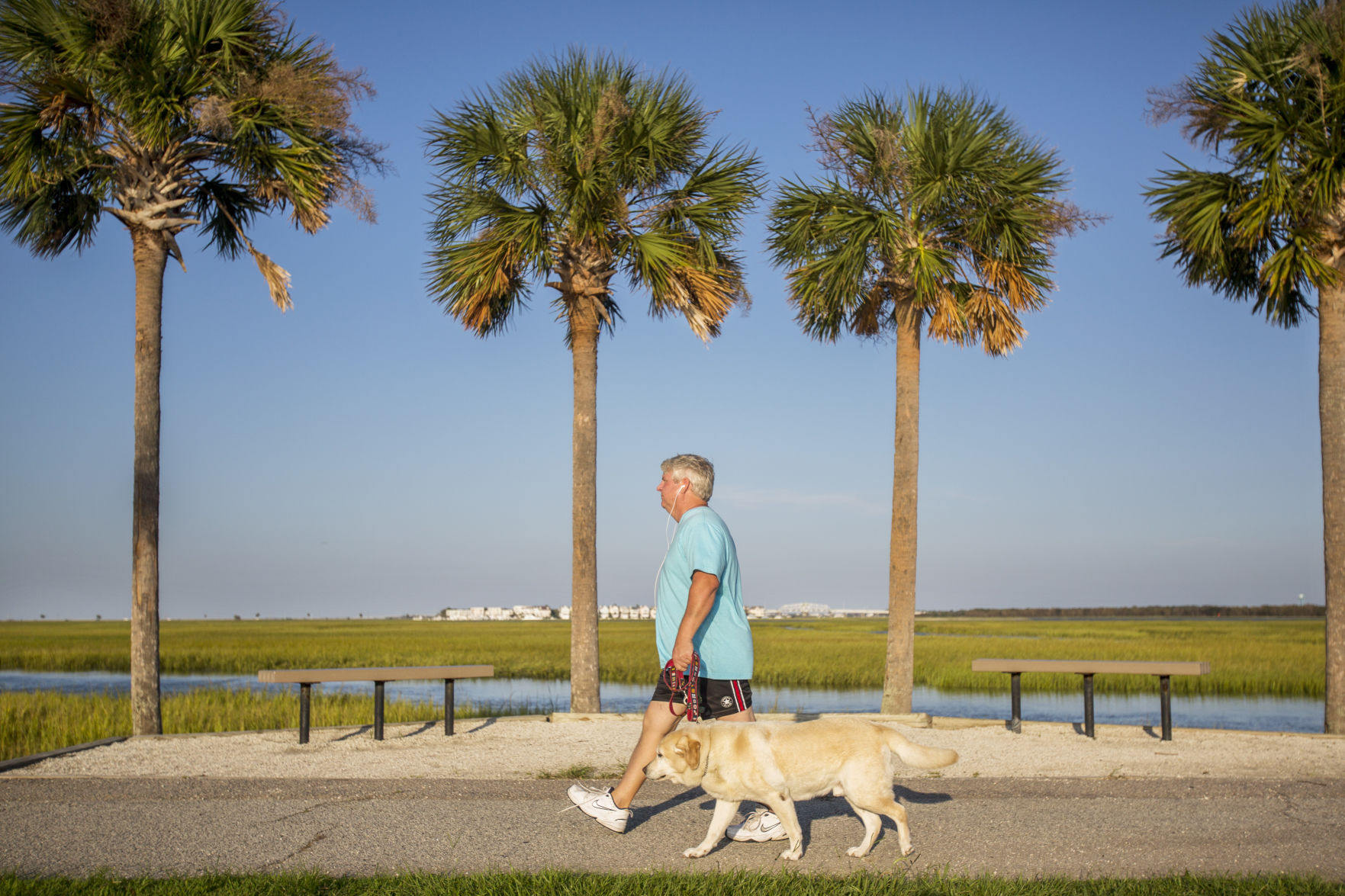 Palmetto palm deals tree