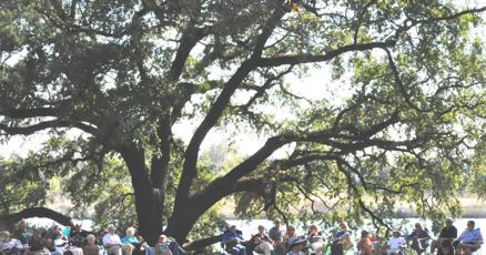 Georgetown County officials increase fines for cutting down protected trees Georgetown County officials increase fines for cutting down protected trees