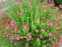 Gardening: Attracting and feeding hummingbirds with flowers