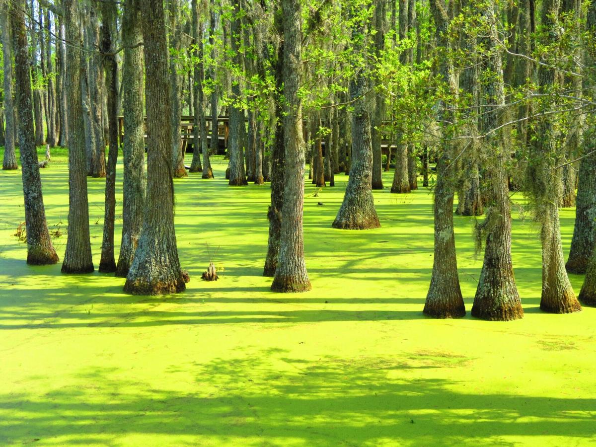 green peterson.JPG