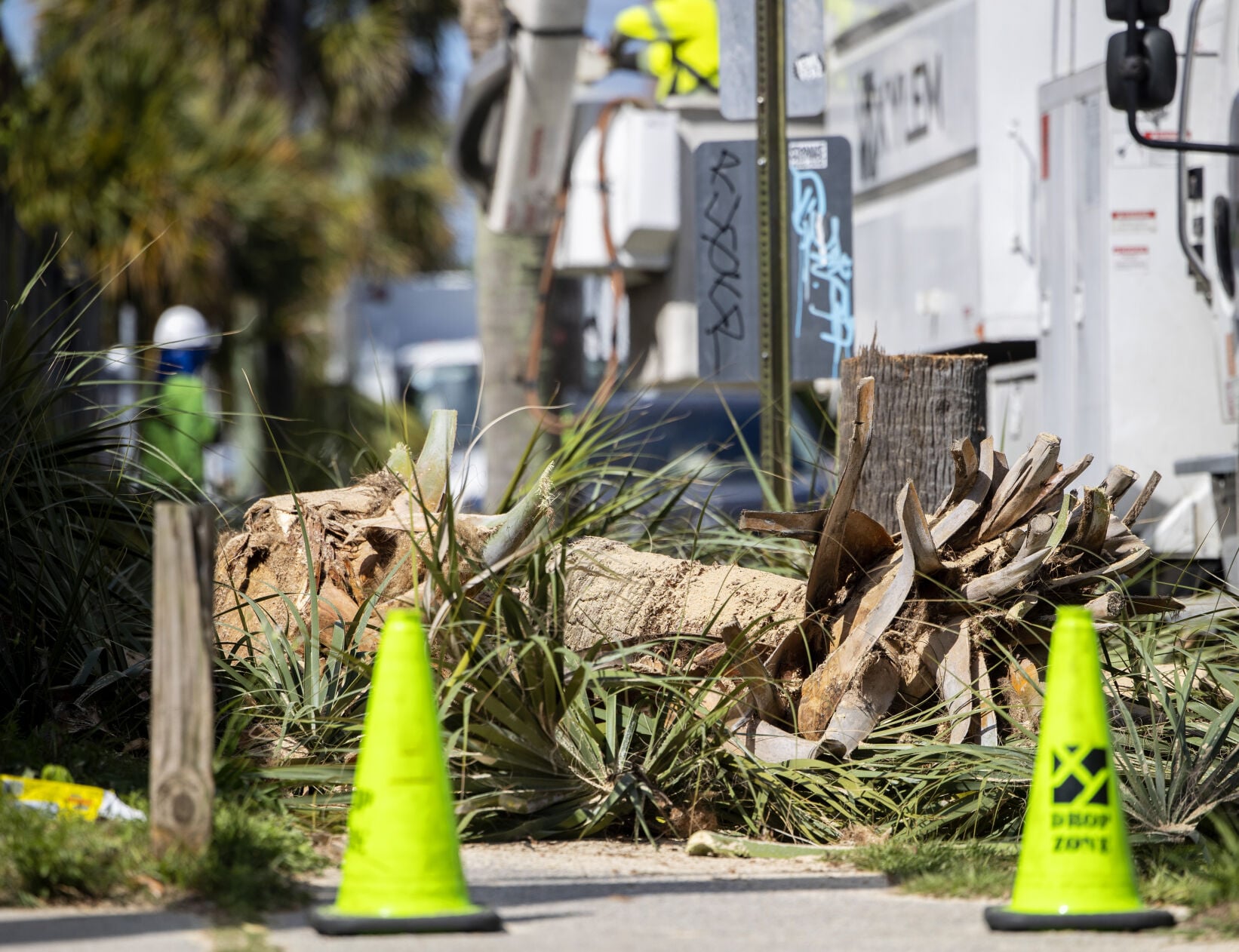 Dominion Energy Removes Hazardous Palmetto Trees in Charleston — image 6