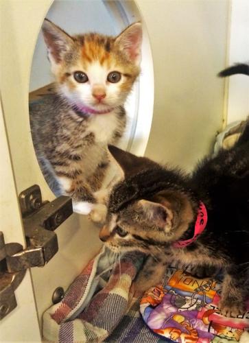 kittens for adoption 2023.jpg